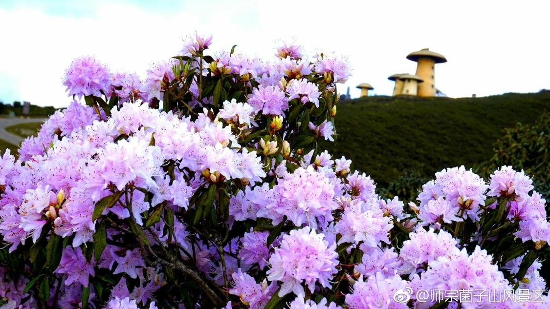 抖音死粉购涨：网红造星产业虚假繁荣现象调查